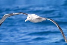 Albatross